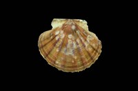 藏品(白碟海扇蛤)的圖片